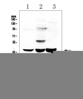 Anti-ELAVL2 HuB Antibody Picoband® Boster Bio