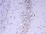 Anti-MED4 Antibody Picoband® Boster Bio
