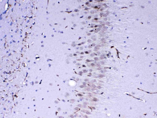 Anti-MED4 Antibody Picoband® Boster Bio