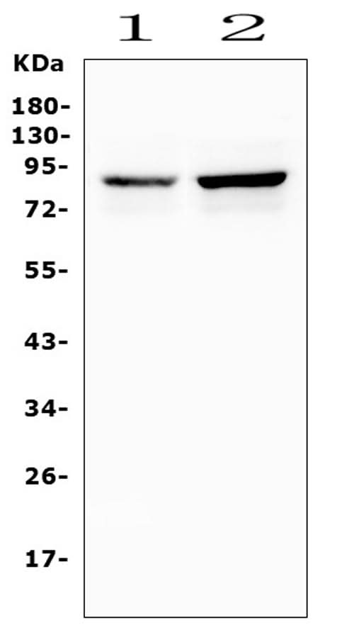 Anti-Semaphorin 3E/SEMA3E Antibody Picoband® Boster Bio