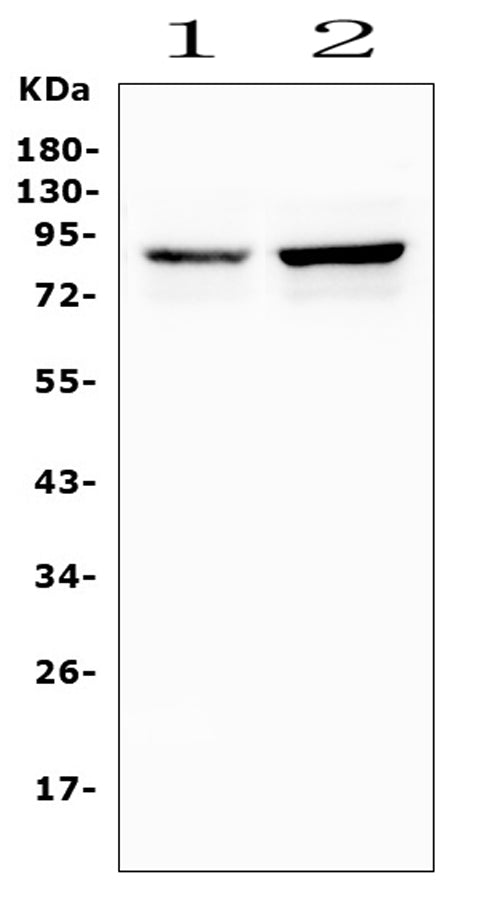 Anti-Semaphorin 3E/SEMA3E Antibody Picoband® Boster Bio