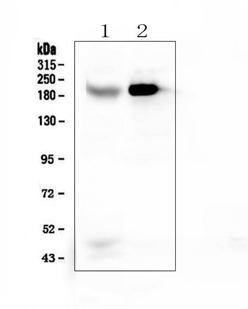 Anti-RRBP1 Antibody Picoband® Boster Bio