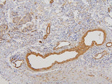 Anti-RAB3GAP2 Antibody Picoband® Boster Bio