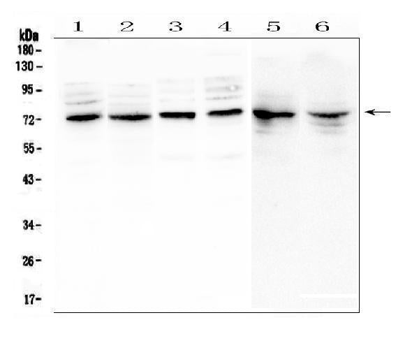Anti-MUC20 Antibody Picoband® Boster Bio