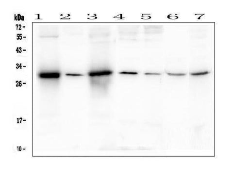 Anti-SOX15 Antibody Picoband® Boster Bio
