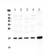 Anti-Hsp20/HSPB6 Antibody Picoband® Boster Bio