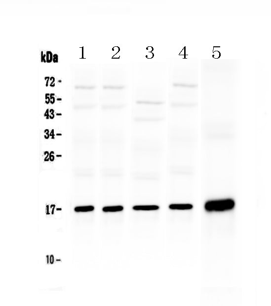 Anti-Hsp20/HSPB6 Antibody Picoband® Boster Bio