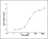 Measured by its binding ability in a functional ELISA. Immobilized human SIRPG-His at 10 μg/ml (100 μl/well) can bind human CD47-Fc (Cat: PKSH030857), The EC<sub>50</sub> of human CD47-Fc (Cat: PKSH030857) is 0.58-1.34 μg/ml.