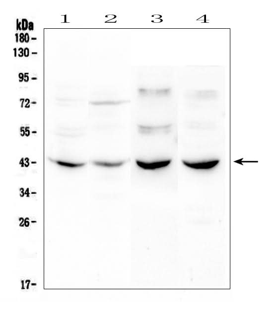 Anti-GPCR GPR7/NPBWR1 Antibody Picoband® Boster Bio