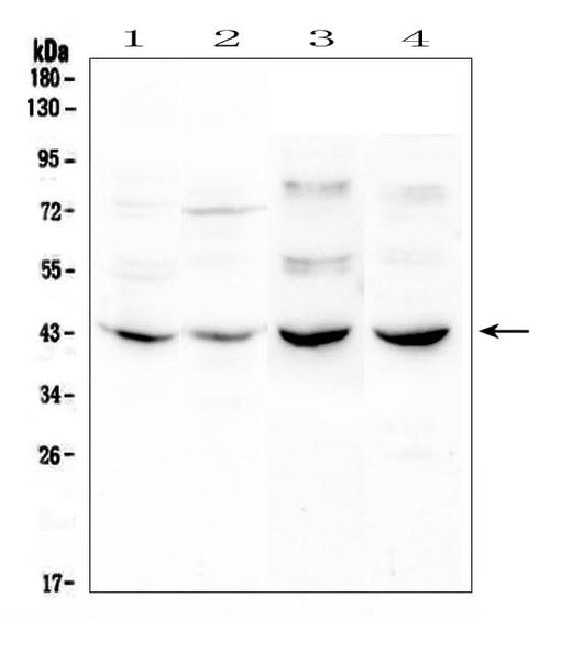 Anti-GPCR GPR7/NPBWR1 Antibody Picoband® Boster Bio
