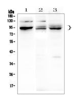 Anti-BHC80/PHF21A Antibody Picoband® Boster Bio