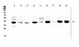 Anti-MCUR1 Antibody Picoband® Boster Bio