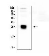 Anti-IGLL1 Antibody Picoband® Boster Bio
