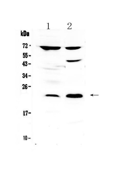 Anti-TRFP/MED20 Antibody Picoband® Boster Bio