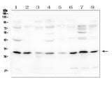 Anti-PEF1 Antibody Picoband® Boster Bio