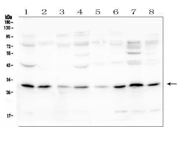 Anti-PEF1 Antibody Picoband® Boster Bio
