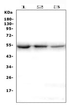 Anti-ONECUT2 Antibody Picoband® Boster Bio