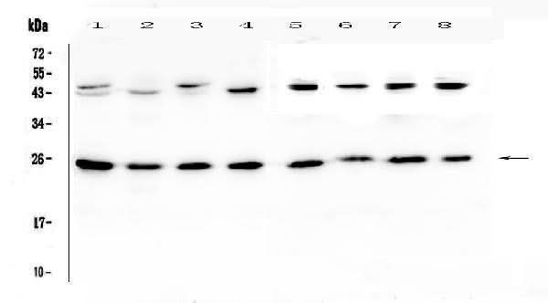 Anti-IL36 alpha/IL36A Antibody Picoband® Boster Bio