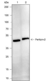 Anti-Human/Rat/Mouse Perilipin-2 Antibody [A671]