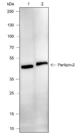 Anti-Human/Rat/Mouse Perilipin-2 Antibody [A671]
