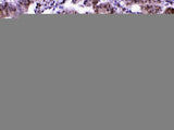 Anti-MED18 Antibody Picoband® Boster Bio