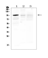 Anti-HECTD3 Antibody Picoband® Boster Bio
