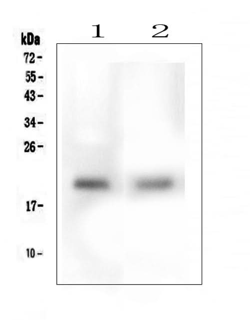 Anti-TMEM166/EVA1A Antibody Picoband® Boster Bio