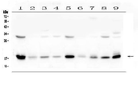 Anti-TIMM17A Antibody Picoband® Boster Bio