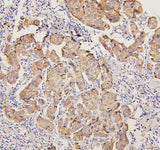 Anti-PYROXD1 Antibody Picoband® Boster Bio