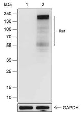 Anti-Human/Mouse Ret Antibody [A548]