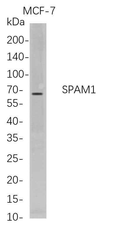 Anti-Human SPAM1 Antibody [B681] - ABMIUM