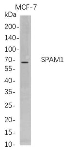 Anti-Human SPAM1 Antibody [B681]
