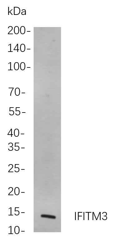 Anti-Human/Mouse/Rat IFITM3 Antibody [B837] - ABMIUM