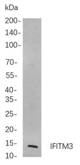 Anti-Human/Mouse/Rat IFITM3 Antibody [B837]