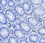 Anti-Human IGJ Antibody [A508]