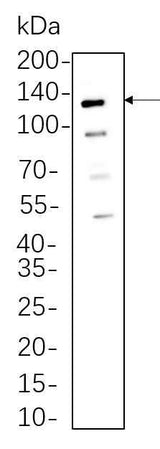 Anti-Human/Mouse/Rat Axl Antibody [B558]