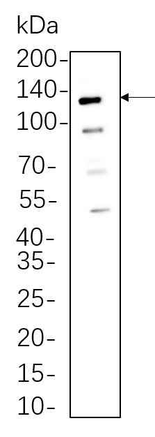 Anti-Human/Mouse/Rat Axl Antibody [B558]