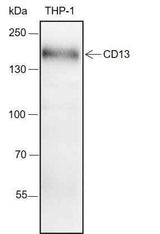 Anti-Human/Rat/Mouse CD13 Antibody [A156]