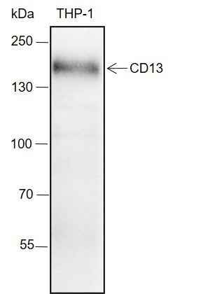 Anti-Human/Rat/Mouse CD13 Antibody [A156]