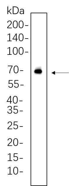 Anti-Human/Mouse/Rat AIFM1 Antibody [B657] - ABMIUM