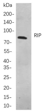 Anti-Human RIP Antibody [B841]
