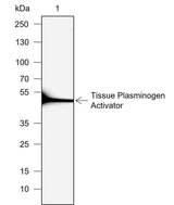 Anti-Human/Rat Tissue Plasminogen Activator Antibody [A725]