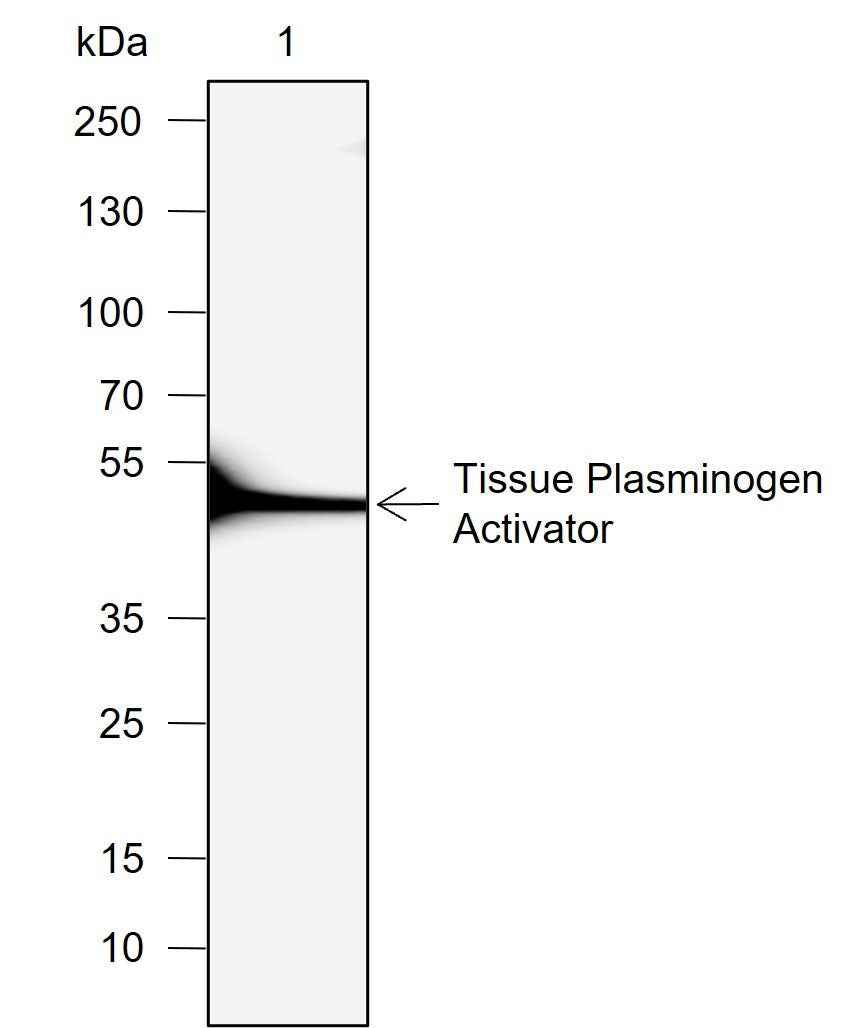 Anti-Human/Rat Tissue Plasminogen Activator Antibody [A725]