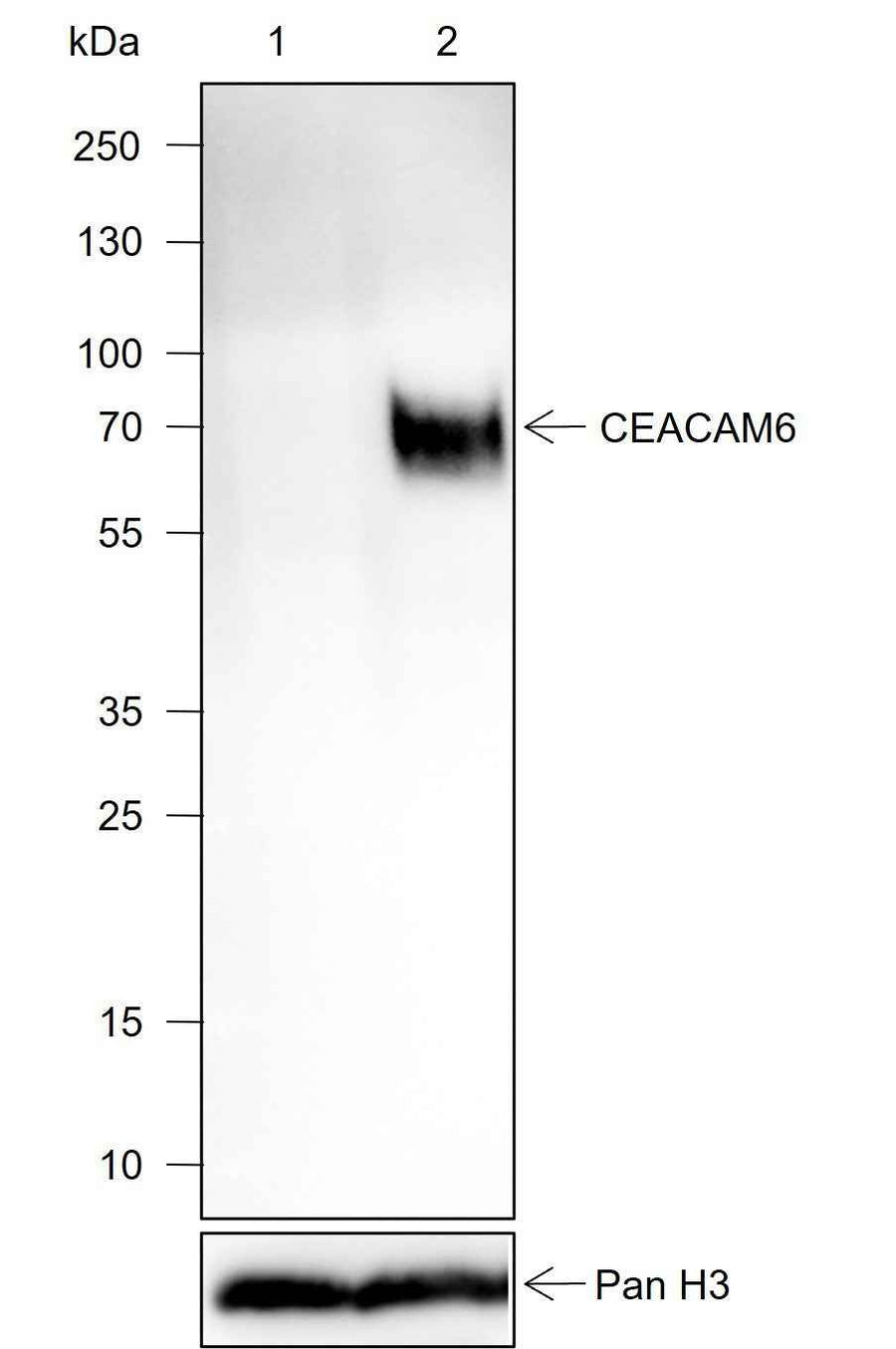 Anti-Human/Rat/Mouse CEACAM6 Antibody [A750]