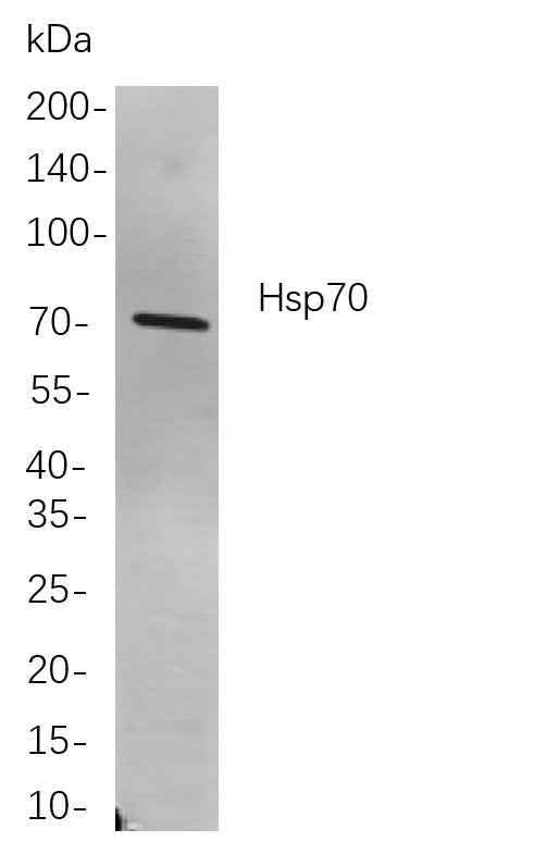 Anti-Human/Mouse/Rat HSP70 Antibody [B810] - ABMIUM