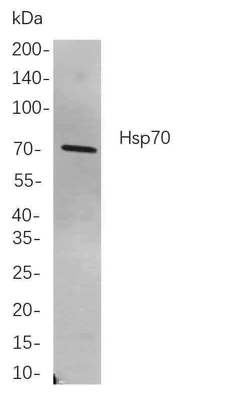 Anti-Human/Mouse/Rat HSP70 Antibody [B810]
