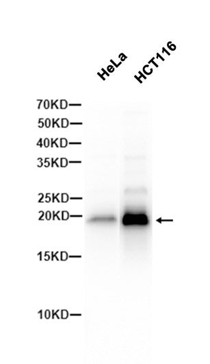 p21 western blot HeLa and HCT116 human cell extracts at 1:1000