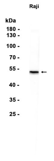 p53 western blot of human Raji cell extracts, antibody 1:1000