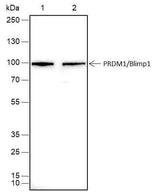 Anti-Human PRDM1/Blimp1 Antibody [A454]