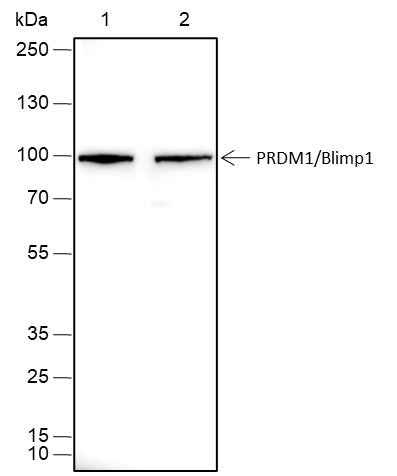 Anti-Human PRDM1/Blimp1 Antibody [A454] - ABMIUM